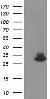 PIK3AP1 Antibody
