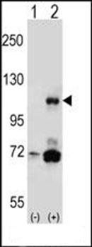PIK3CB antibody