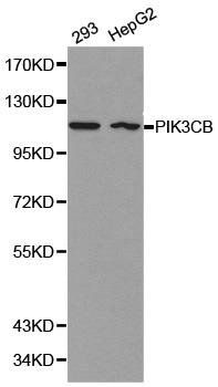 PIK3CB antibody