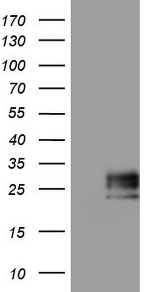 PIK3CD Antibody
