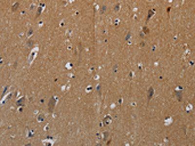 PIK3CG Antibody