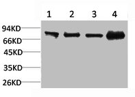 PIK3R1 Antibody