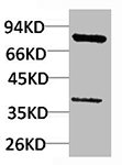 PIK3R1 Antibody