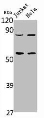 PIK3R1/PIK3R3 Antibody