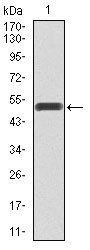 PIK3R1 Antibody