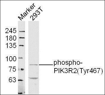 PIK3R2 (phospho-Tyr467) antibody