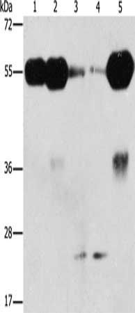 PIK3R3 antibody