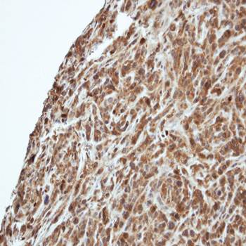PIK3R3 antibody