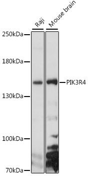 PIK3R4 antibody