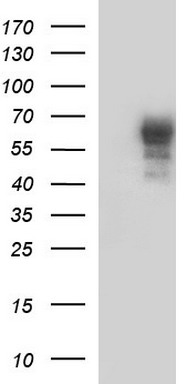 PIK3R5 Antibody