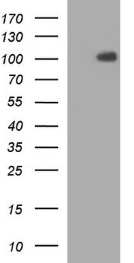 PIK3R5 Antibody