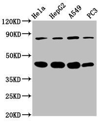 PIK3R6 antibody