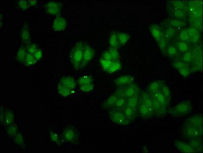 PIN4 Antibody