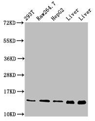 PIN4 antibody