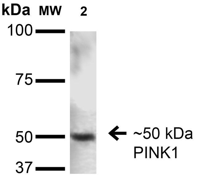 PINK1 Antibody