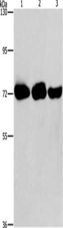 PIP5K1A Antibody