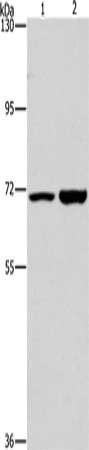 PIP5K1A Antibody