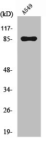 PIP5K1C Antibody