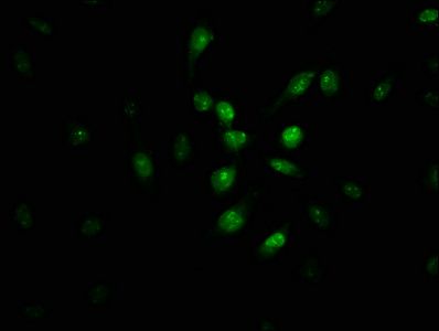PIR Antibody