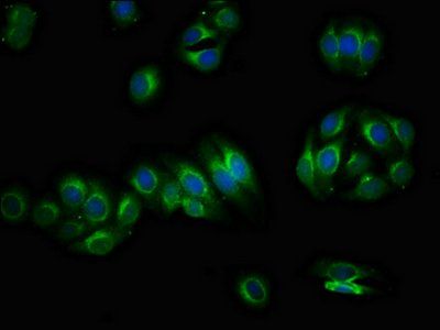 PIRT Antibody