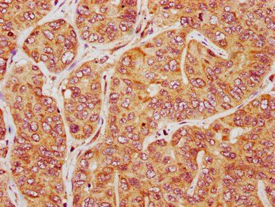 PIRT Antibody