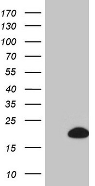 PISD Antibody
