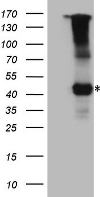 PISD Antibody