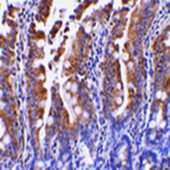 PIST Antibody