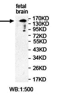 PITPNM1 antibody