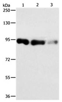 PIWIL4 Antibody