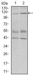 PIWIL4 Antibody