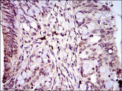 PIWIL4 Antibody