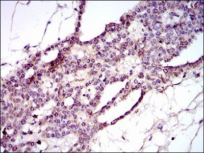 PIWIL4 Antibody