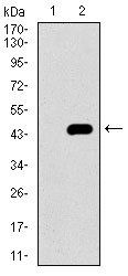 PIWIL4 Antibody