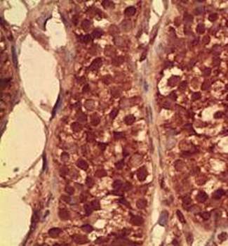 Piwi-like 1 Rabbit Polyclonal Antibody