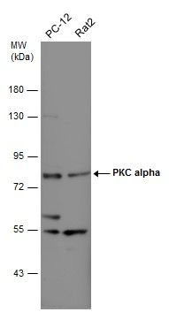 protein kinase C alpha Antibody