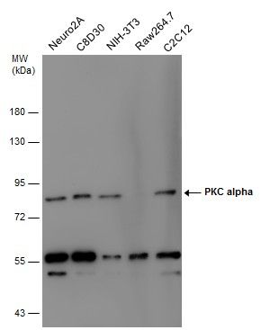 PKC alpha antibody