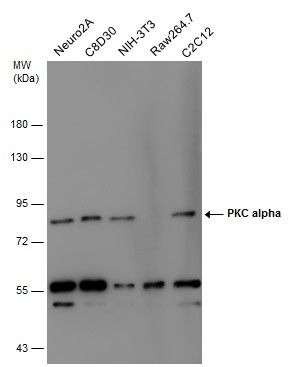 protein kinase C alpha Antibody