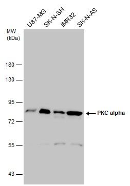 protein kinase C alpha Antibody