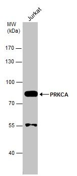 protein kinase C alpha Antibody