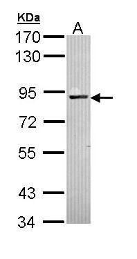 protein kinase C alpha Antibody