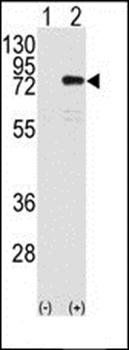 PKC eta antibody