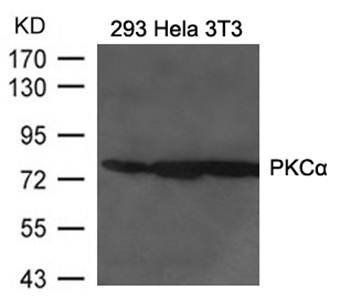 PKCa Rabbit Polyclonal Antibody