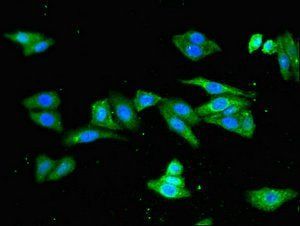 PKD1L1 antibody