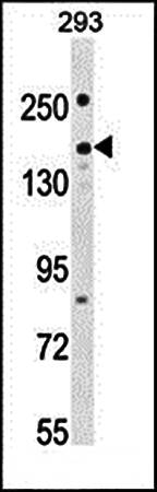 PKHG1 antibody