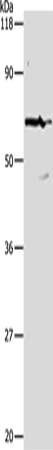 PKM Antibody