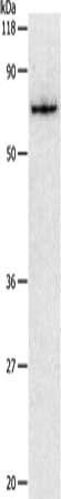 PKM Antibody