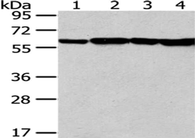 PKM Antibody
