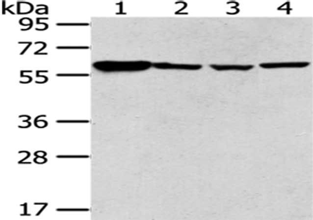 PKM Antibody