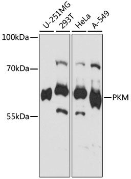 PKM antibody
